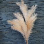 Κλαδί Pampas Grass 100cm - Image 2