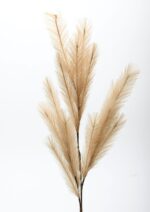 Κλαδί Pampas Grass κωδ.: 30.11.846