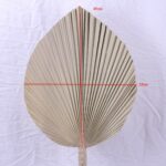 Αποξηραμένο φύλλο φοίνικα μικρό 45Χ33cm - Image 2